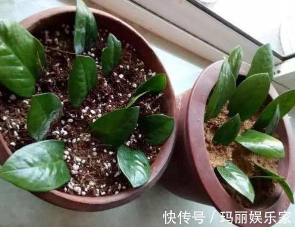 管理|喜欢养殖花草植物,怕管理难新手扦插此3种分分钟收获多盆
