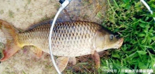 十年野钓经验后才发现一旦进入了夏季,这四种鲤鱼最感兴趣