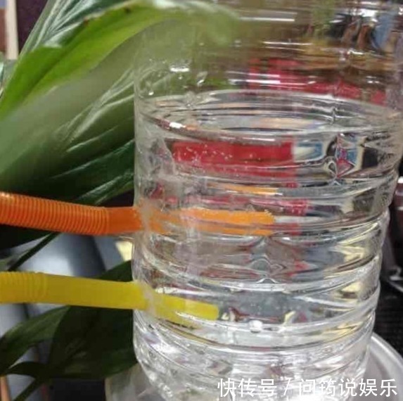 这些矿泉水瓶不要扔,它还能变身自动浇花器,一年省下不少钱!
