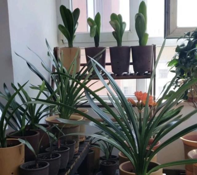 啤酒水兑点“它”,用来养君子兰,27天长“花芽”,叶片油亮!