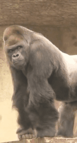 |搞笑GIF:刚娶回来的媳妇儿 衣服还没换就暴露了