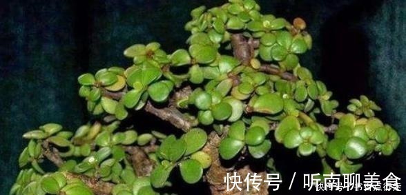 老桩|家里养金枝玉叶,几件“小事”做好了,小苗快速变老桩,枝繁叶茂