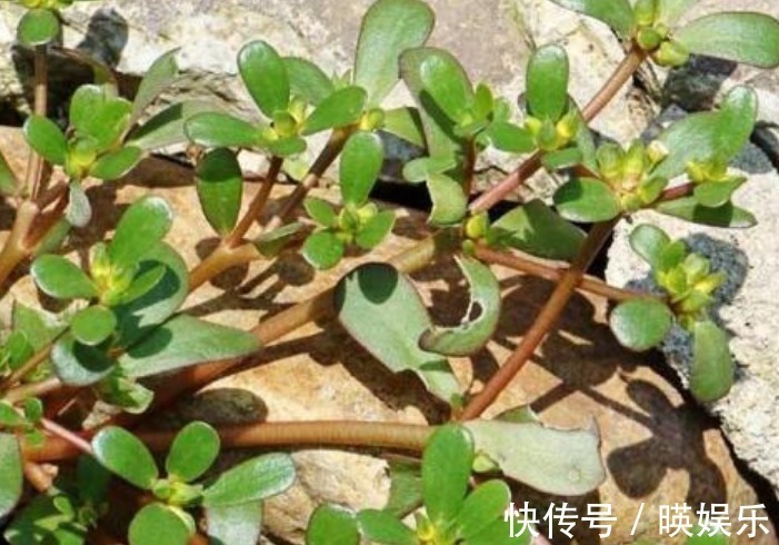 抗衰老|农村这4大野菜,女人吃了抗衰老,男人吃了能降三高,别不懂!