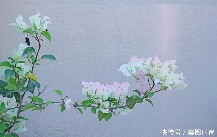 130㎡大露台,花1年改造成“花草蔬果园”,体验屋顶上的田园生活