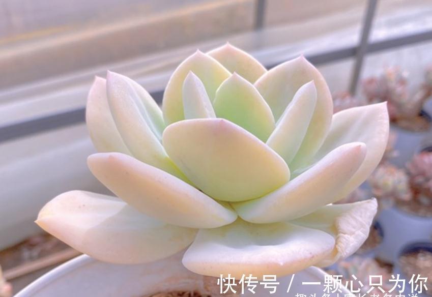 多肉雪凤茎秆粗壮，叶片又白又通透，你有没有看出它的来历？