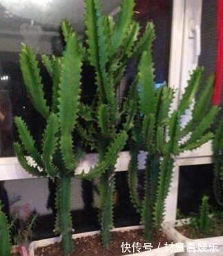 盆栽|养这“3种花”,浇点水就疯长,镇宅又旺财,回家养2盆,身体好