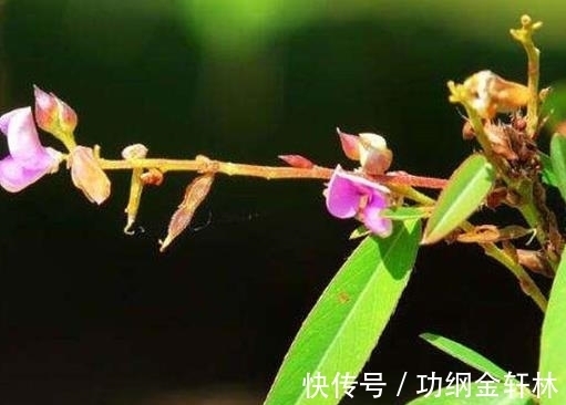 世界上最有趣的植物排名,面包树营养丰富,生石花圆润好看