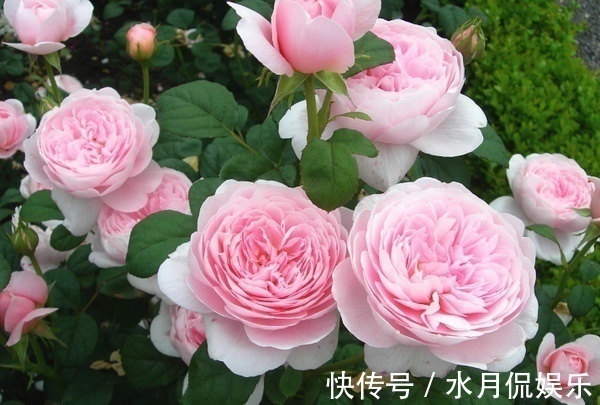 3种花“最勤快”,年年开花“不停歇”,沾土就“旺”,1盆抵1