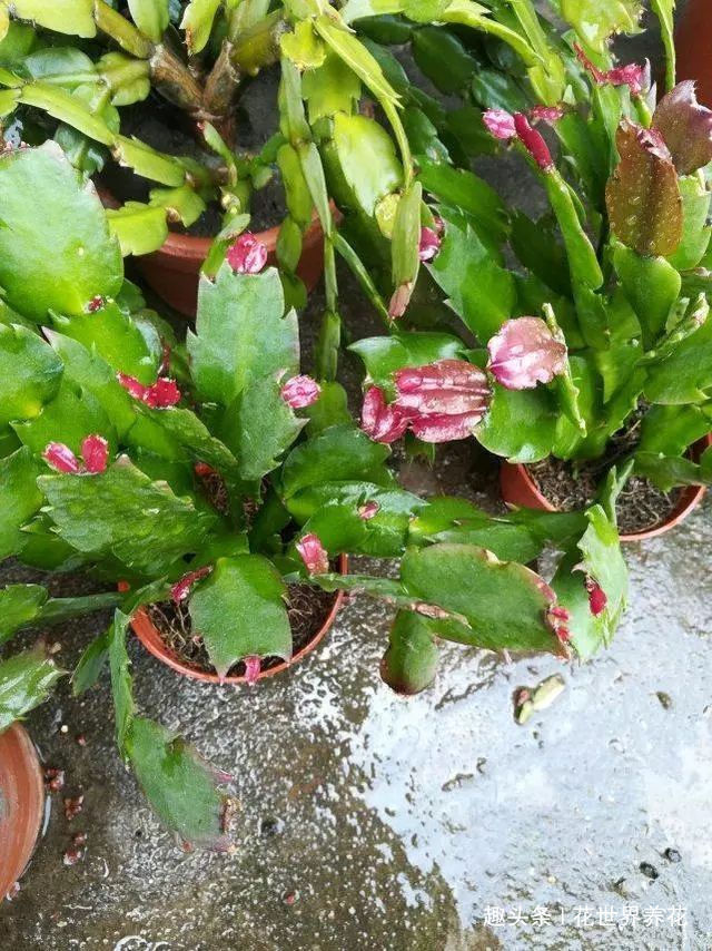 蟹爪兰叶子又软又薄老爸用4招,软叶立起来,咔咔就爆盆