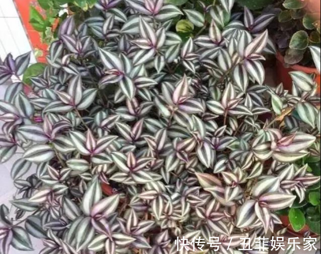 这3种吊兰千万别这么养,不然疯长爆芽,控制不住!