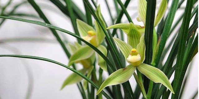 阳光对兰花的生长尤为重要,叶子生长快速,兰友们要注意