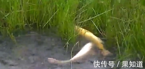 大鱼|水草中看到一白一黄的两条大鱼在嬉戏,太漂亮了,不舍得抓来吃