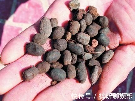 茂密|养君子兰，盆底垫点“小东西”，长的根粗、叶绿，花朵碗口大