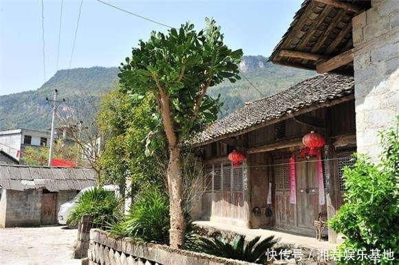 仙人果|30年的仙人掌长成“仙人树”,霸气侧漏,多少钱也不卖