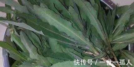 野菜|这种野草皇帝都吃过，若见到不要再当普通杂草，它的作用可大了！