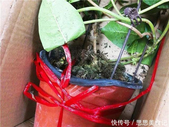 这花一开就是大半年,枝条沾水就活,根比萝卜还粗
