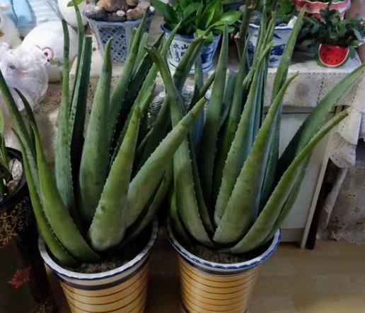 2种“花”,卧室养2盆,“病菌”都远离,关键好养,浇水就能长