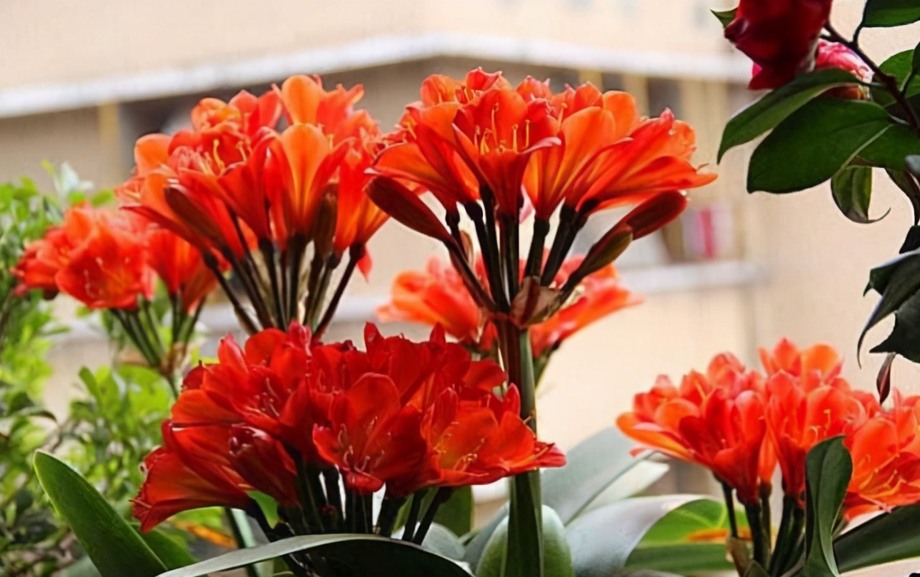 根系|养花记住6句“浇水口诀”,新手最适用,再也不会干根烂根了