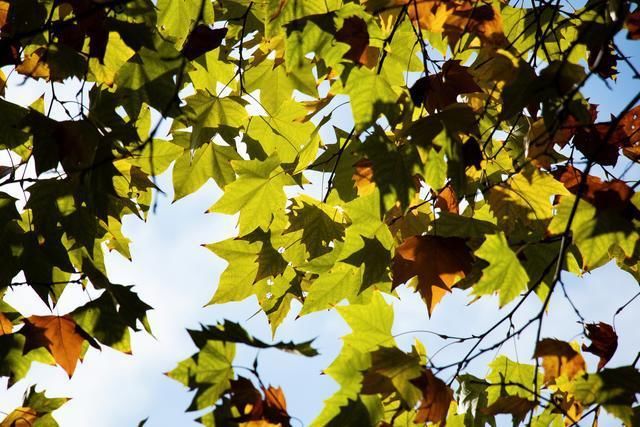 凤凰鸣矣，于彼高冈；梧桐生矣，于彼朝阳——拙政园之梧竹幽居