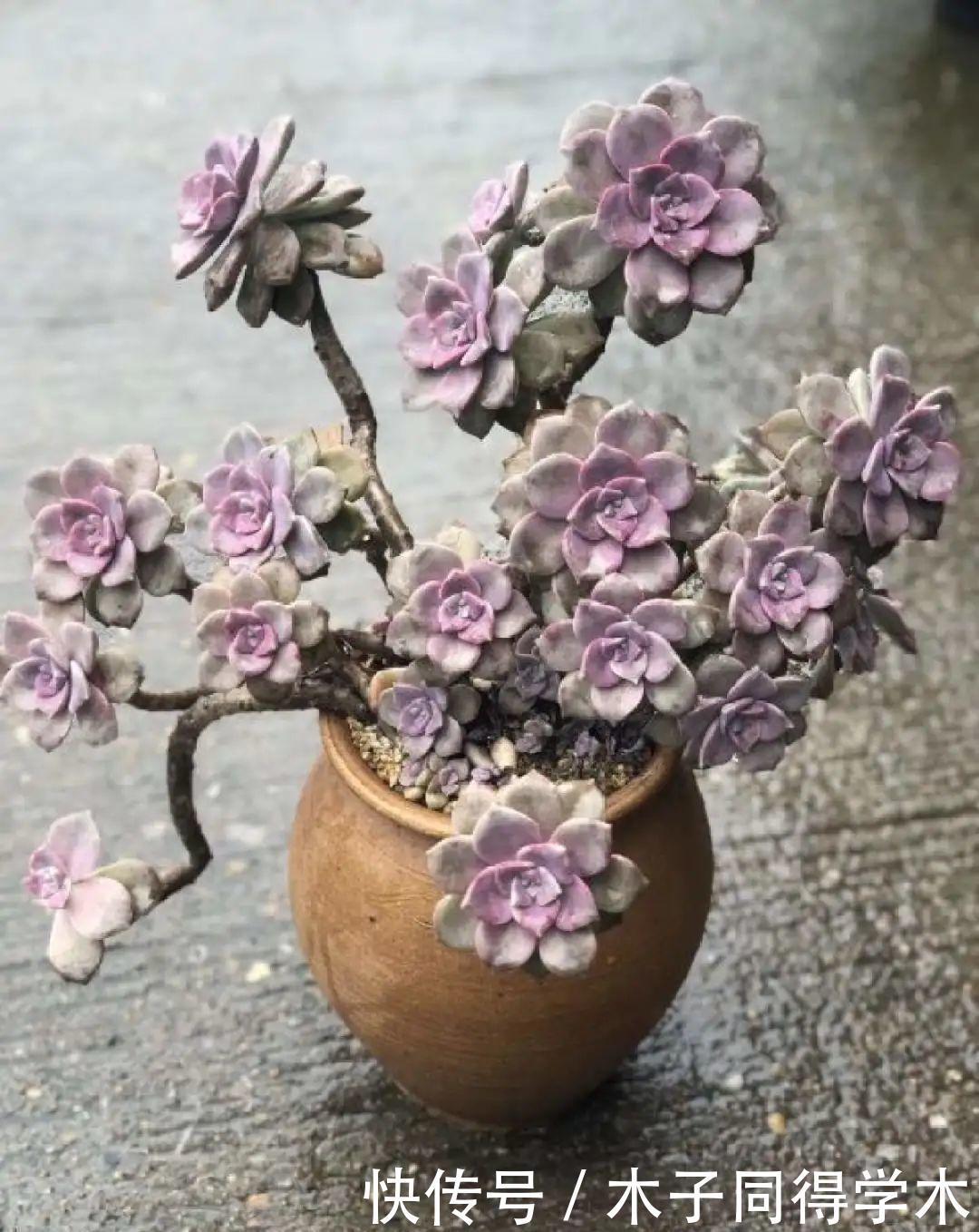 刚开始养多肉很嫌弃,后来越养越爱,打脸实录