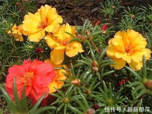 繁殖|夏天急着赏花养4种花,掐根枝条就能活,今年还能开花