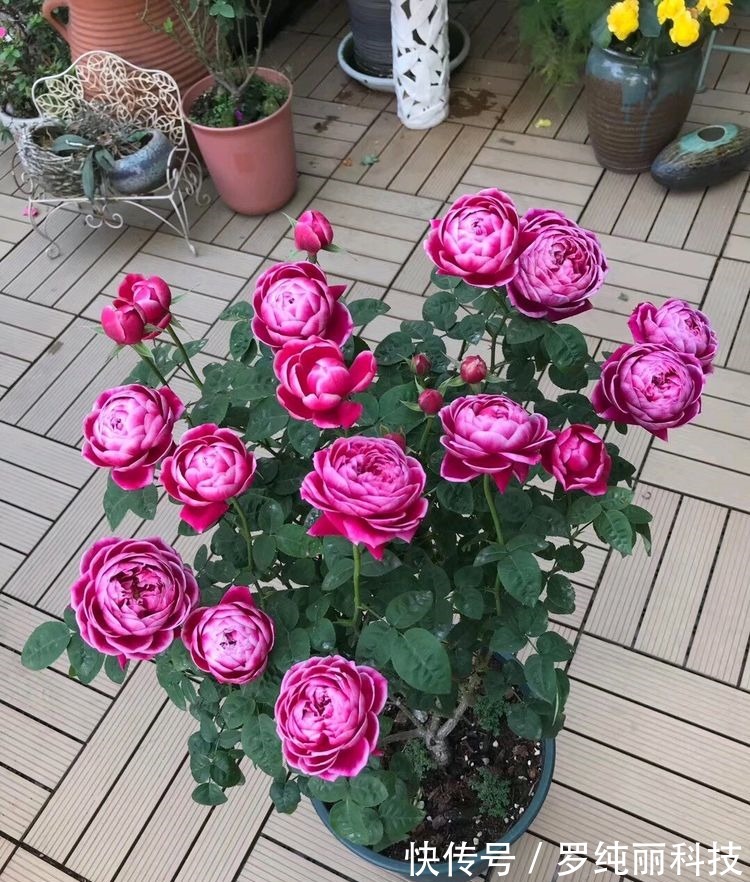 喜欢菊花,不如养盆优良名菊“白云叠翠”似白云飘荡,清风高节!