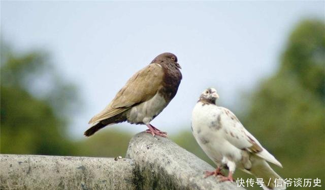 干净|故宫房顶为何从来没有鸟粪600年来干净无比，为设计师做法点赞