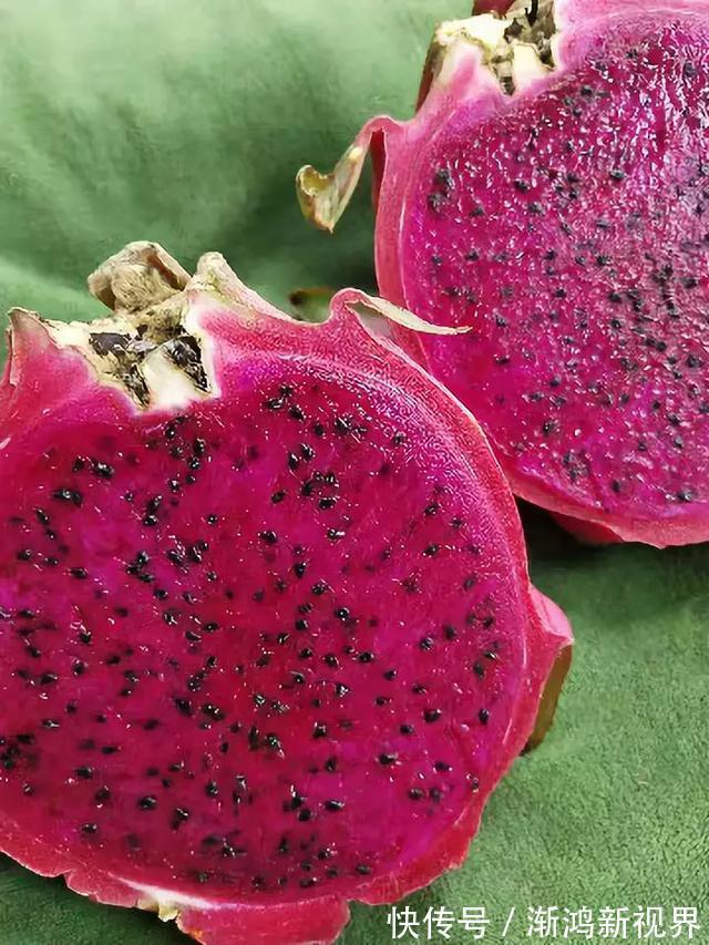 多汁|育火龙果热潮又来了,盆越浅,水越少,长越快,开花结果越多!