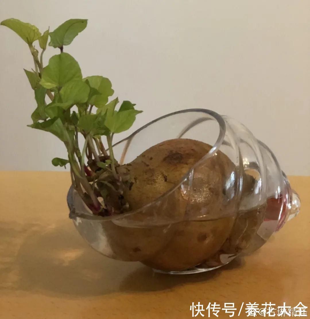 人参萝卜开花了，我种的花，都是这么奇奇怪怪