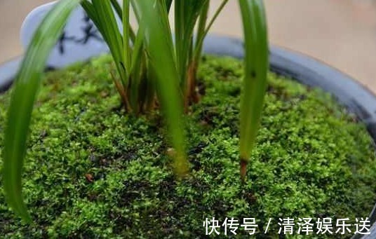 小萌新想让兰花更雅致，很简单，花农教你如何在盆面种植苔藓