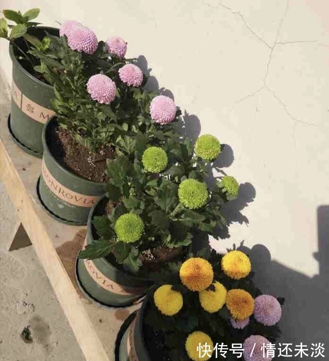 菊花上千种,石头最喜欢1种,花苞像“乒乓球”,1年开两次