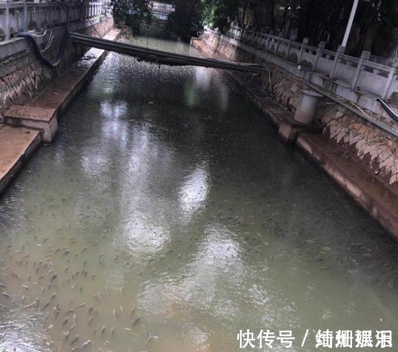 河道|实拍广州城中村河道,野生鱼成灾,有人一天钓几十斤,却踩死丢弃