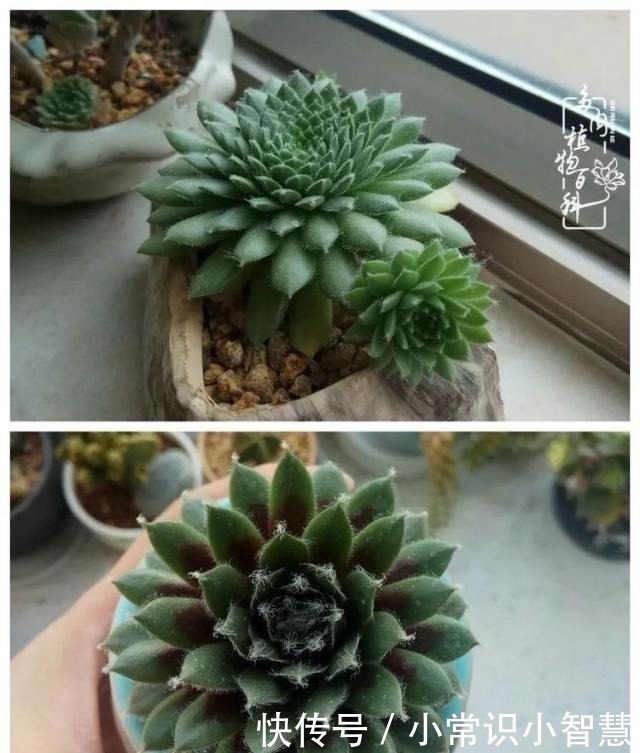 欧紫|我是多肉飘窗党,我来晚了!我是多肉飘窗党,我来晚了!