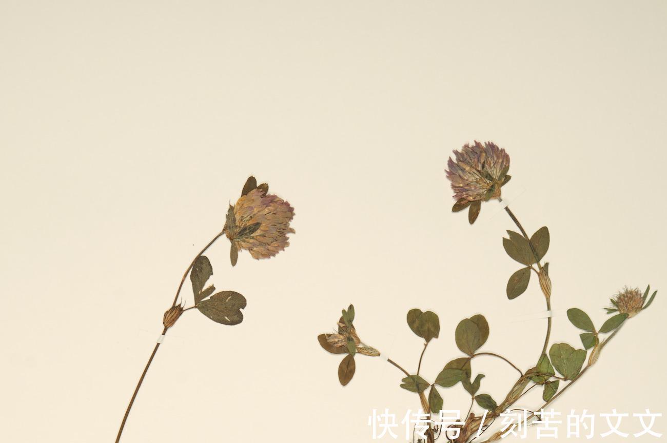 狄金森|艾米莉狄金森——由女性的精致和微妙组成的植物标本馆