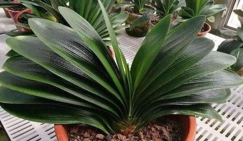 君子兰也分公母?养10年也不开花,根源在这里