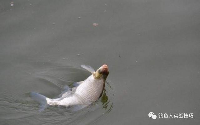 钓鱼老是空军,掌握这几个细节,新手也能爆护
