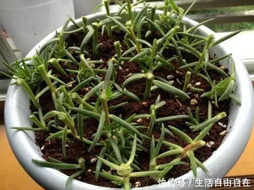 这6种花,现在扦插正当时,7天生白根,当年能开花,新手也可以