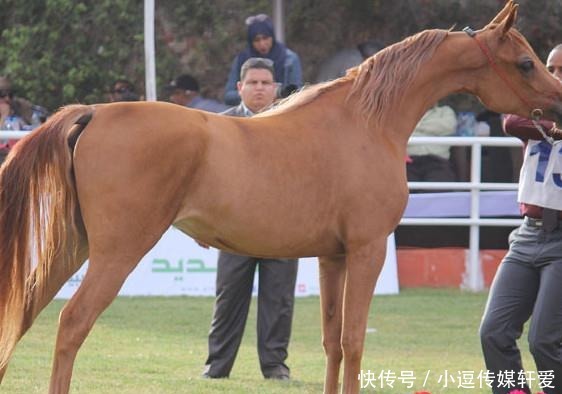 历史上四大名马:第一种被尊为国宝,第三种远看还以为是头狮子!