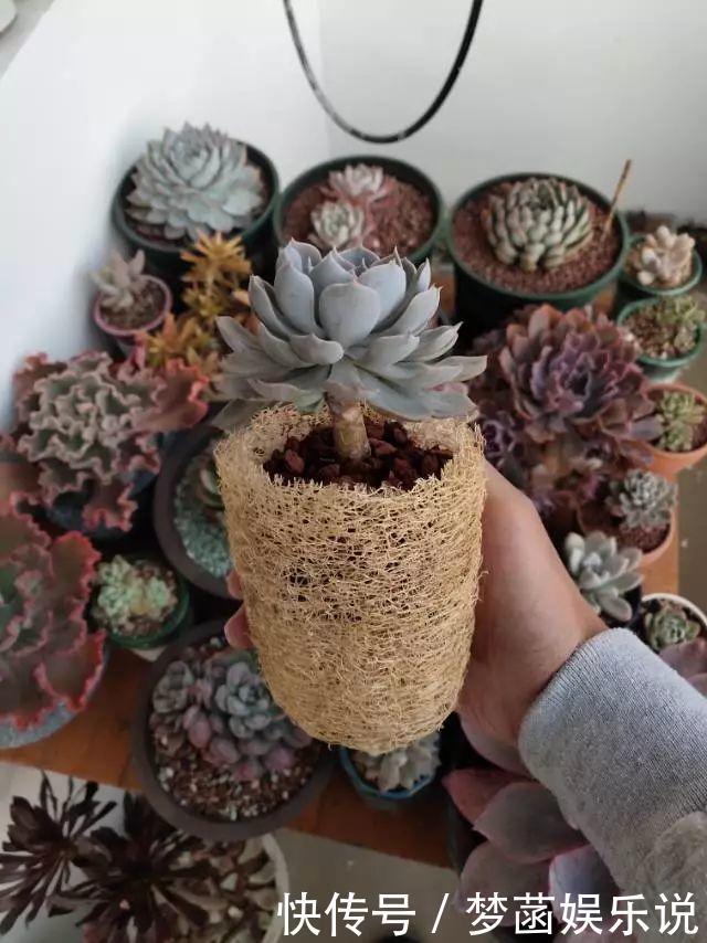 多肉|养多肉怕积水、烂根?用“2种东西”来养,再浇水都不怕