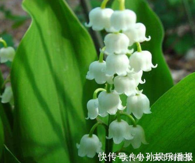 3种花很适合阳台养，花香四溢，一开就是300多天，好养又漂亮！