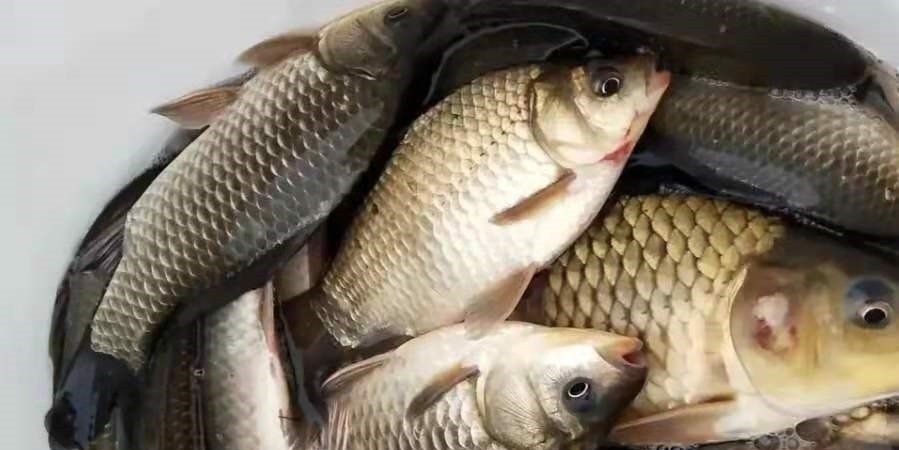 下雨时,一旦换用这鲫鱼钓法,中鱼率瞬间提高,十人有九人还不知