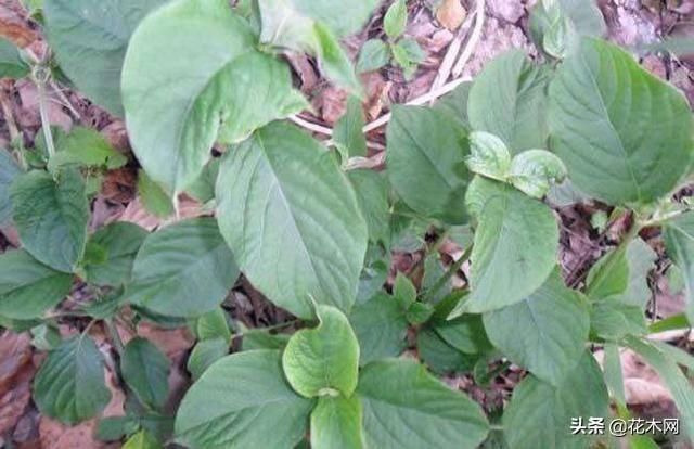 野菜|一种野草，农村人把它当滋补野菜，不要叶子只要根，这是珍贵药材