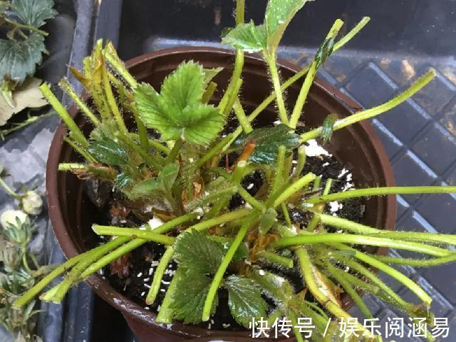 10种不能淋雨的花,淋完雨就死,盆栽养花注意事项