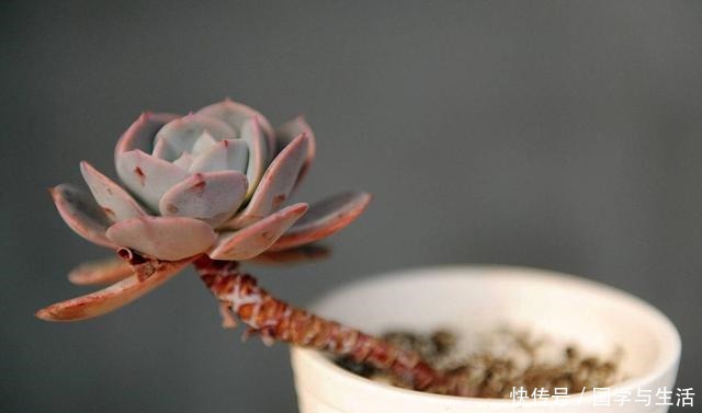 多肉植物有1个“症状”,说明需要施肥或者换盆,否则等着僵苗吧!