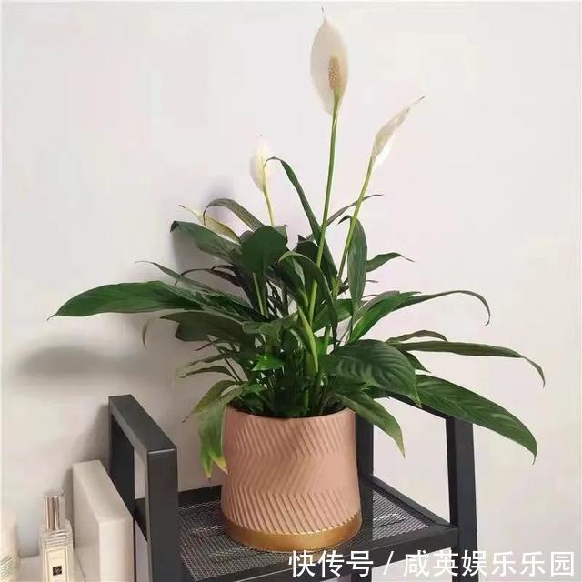 植株|五种小盆栽,耐阴又好养,办公室养几盆,增财运、旺事业