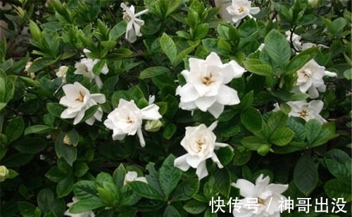 公认难养的花,改变养护方法,一样长新芽,开出层叠群花