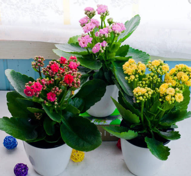 给长寿花喝点“催花水”，准保开花一茬接着一茬，花朵娇艳盆盆爆