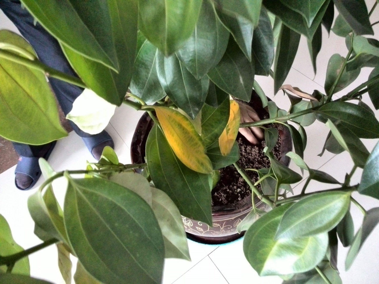 噌噌|这花就要穷养,花盆越小长得就越好,叶片油亮,噌噌蹿到一米高