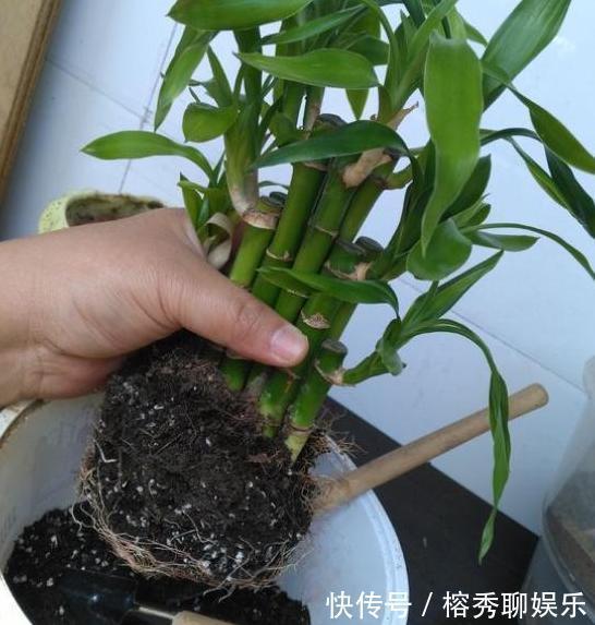 花盆|给花草换盆怕入坑掌握6处正确做法,再不用烦恼伤亡问题