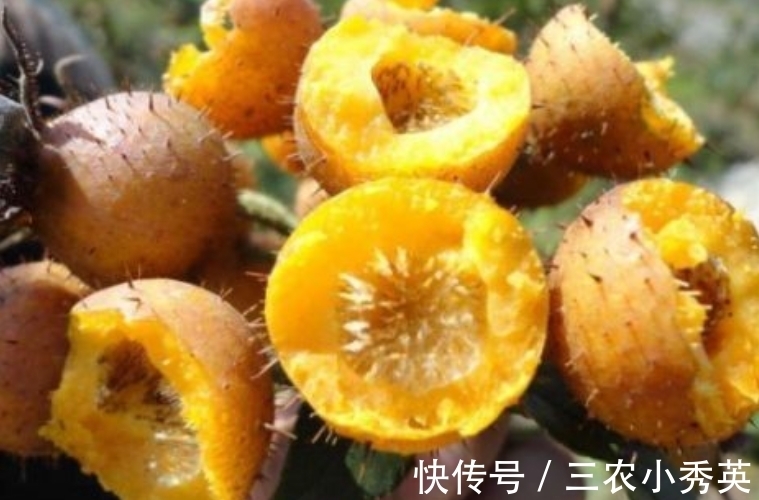 酿酒|乡下生长一种野果,味道甜还能酿酒,营养丰富,也可以泡茶喝